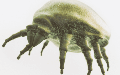 Alergija na pršice in kako pomaga vodni sesalec Rainbow